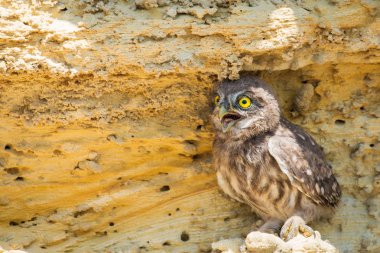 Yuvanın yakınına tünemiş küçük baykuş veya Athene noctua