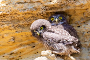Yuvaya yakın iki küçük baykuş yavrusu.