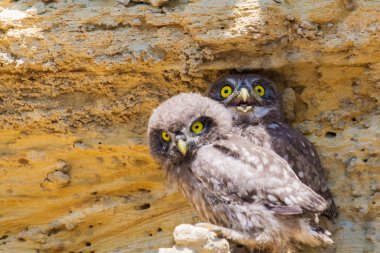 Yuvaya yakın iki küçük baykuş yavrusu.
