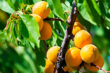 Bahçede bir ağaç dalı üzerinde olgun kayısı