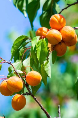 Bahçede bir ağaç dalı üzerinde olgun kayısı