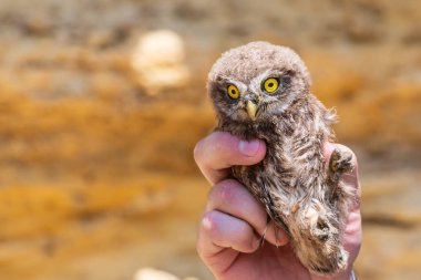 Kukumav veya elini Athene noctua.