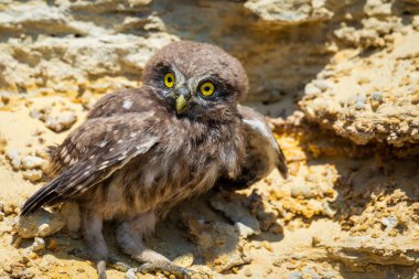 Yuvanın yakınına tünemiş küçük baykuş veya Athene noctua