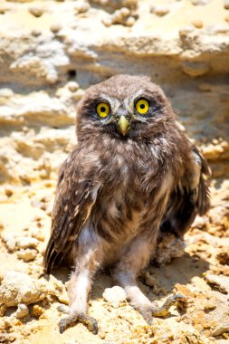 Yuvanın yakınına tünemiş küçük baykuş veya Athene noctua