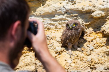 Adam olun kukumav fotoğrafını veya Athene noctua yere tünemiş.
