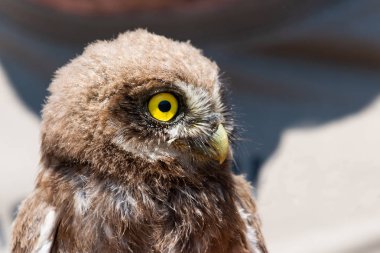 Kukumav veya Athene noctua portresi.