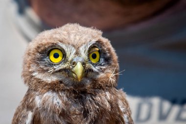 Kukumav veya Athene noctua portresi.