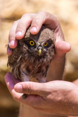 Kukumav veya elini Athene noctua.