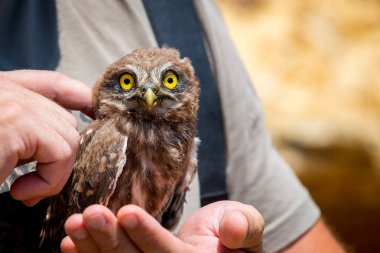 Kukumav veya elini Athene noctua.