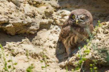 Yuvanın yakınına tünemiş küçük baykuş veya Athene noctua