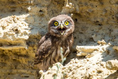 Yuvanın yakınına tünemiş küçük baykuş veya Athene noctua