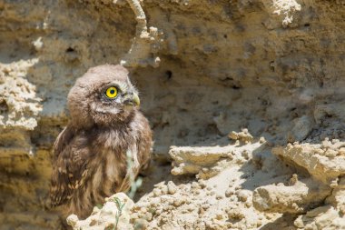 Yuvanın yakınına tünemiş küçük baykuş veya Athene noctua