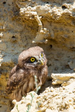 Yuvanın yakınına tünemiş küçük baykuş veya Athene noctua