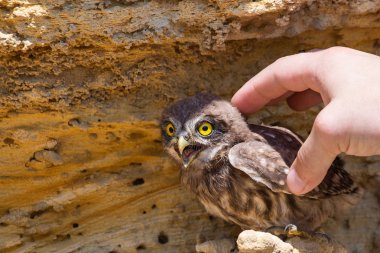 İnsanın eli küçük baykuşa ya da Athene Noctua 'ya dokunuyor..