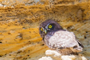 Yuvanın yakınına tünemiş küçük baykuş veya Athene noctua