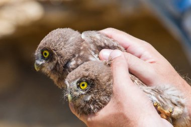 İki kukumav veya elini Athene noctua.