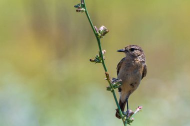 Whinchat Saxicola rubetra Paapje bitki dal