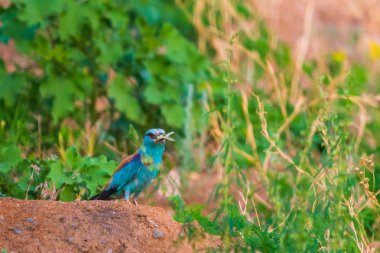 Zeminde bir av ile Avrupa rulo veya coracias garrulus.