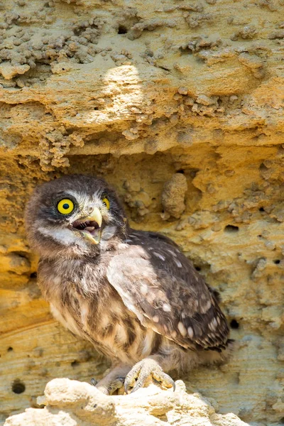 Liten Uggla Eller Athene Noctua Uppe Marken Nära Boet — Stockfoto