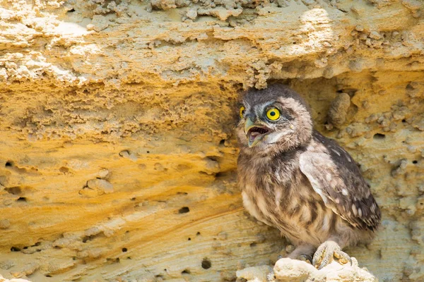 Liten Uggla Eller Athene Noctua Uppe Marken Nära Boet — Stockfoto