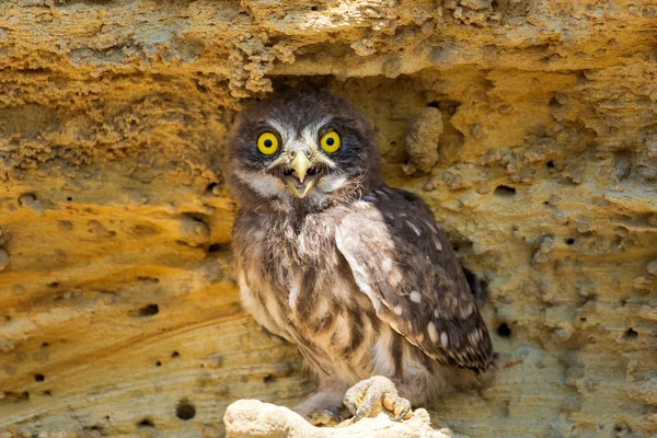 Kleine Uil Athene Noctua Grond Bij Nest — Stockfoto