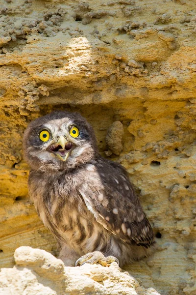 Petite Chouette Athene Noctua Perchée Sur Sol Près Nid — Photo