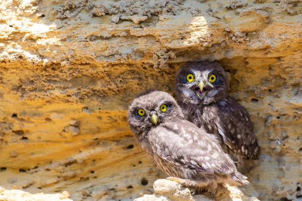 Twee Kuikens Van Uiltje Nabij Nest Grond — Stockfoto