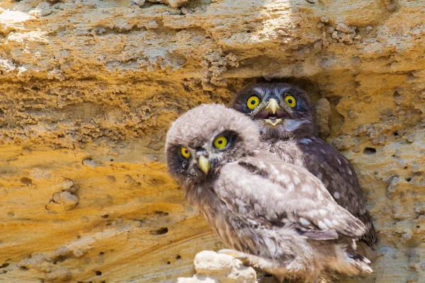 Yuvaya yakın iki küçük baykuş yavrusu.