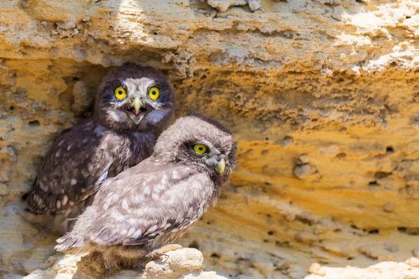 Zwei Küken Von Steinkauz Bodennähe — Stockfoto