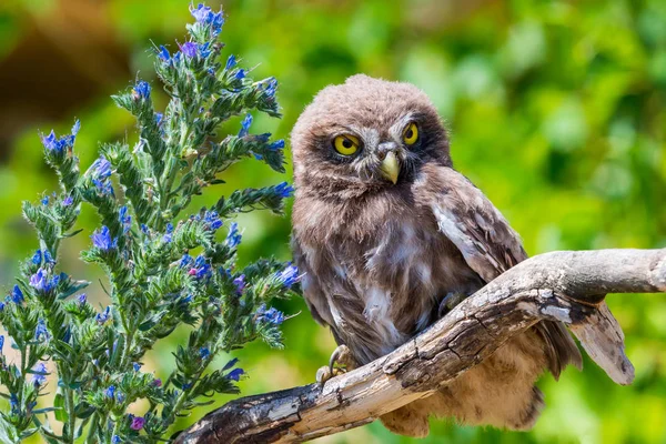 Kleine Uil Athene Noctua Houten Tak Met Bloemen Groene Achtergrond — Stockfoto