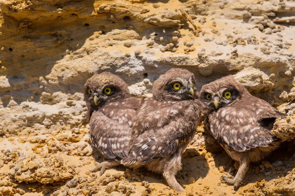 Drie Kuikens Van Uiltje Nabij Nest Grond — Stockfoto