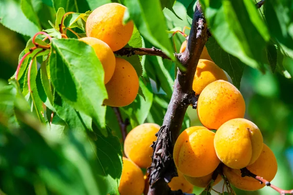 Bahçede bir ağaç dalı üzerinde olgun kayısı