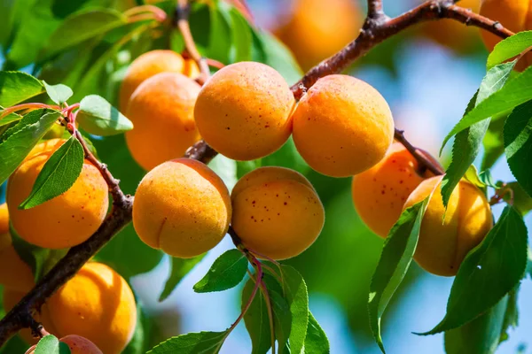 Rijpe Abrikozen Een Boomtak Tuin — Stockfoto