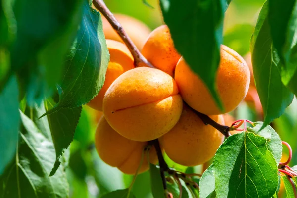 Rijpe Abrikozen Een Boomtak Tuin — Stockfoto