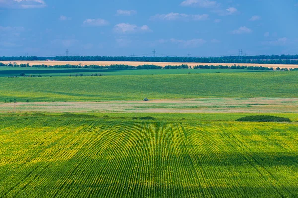 Пшеничний Польовий Пейзаж Вдень — стокове фото