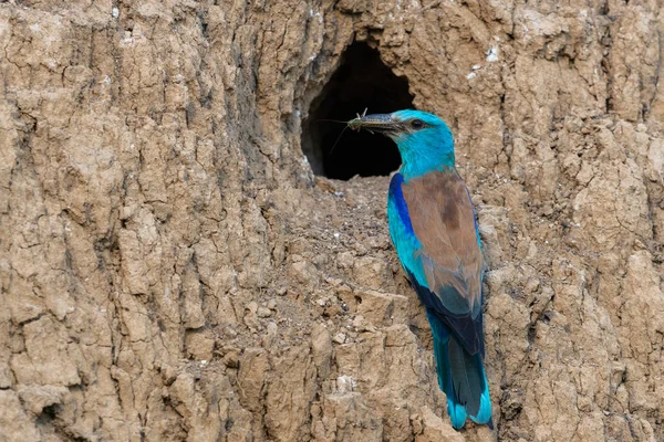 Европейские Роллер Coracias Garrulus Добычей Скале Возле Гнезда Отверстие — стоковое фото