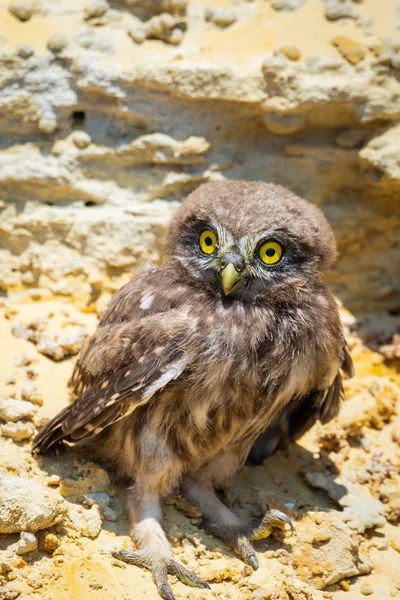 巣の近くの地面に小さなフクロウやアテネの夜更かし — ストック写真