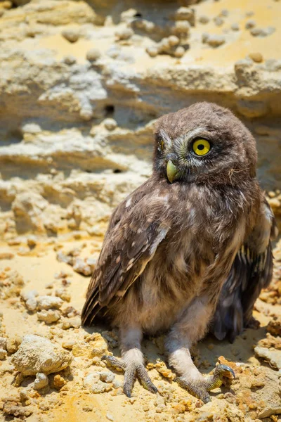 Yuvanın yakınına tünemiş küçük baykuş veya Athene noctua
