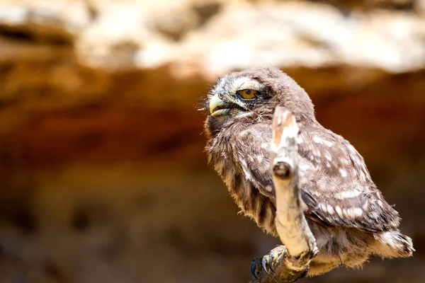 Liten Uggla Eller Athene Noctua Trägren — Stockfoto