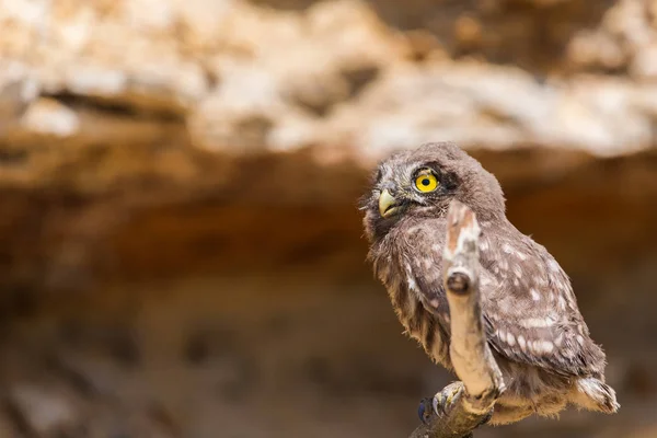 Kleine Uil Athene Noctua Houten Tak — Stockfoto