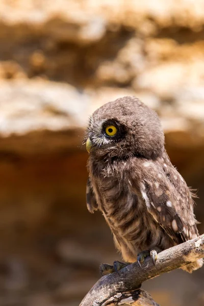 Κουκουβάγια Athene Noctua Ξύλινο Κλαδί — Φωτογραφία Αρχείου