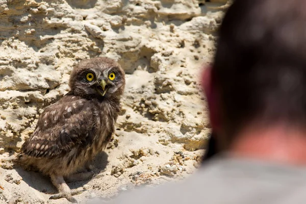 Adam olun kukumav fotoğrafını veya Athene noctua yere tünemiş.