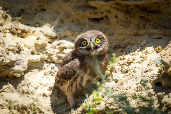 Kleine Uil Athene Noctua Grond Bij Nest — Stockfoto