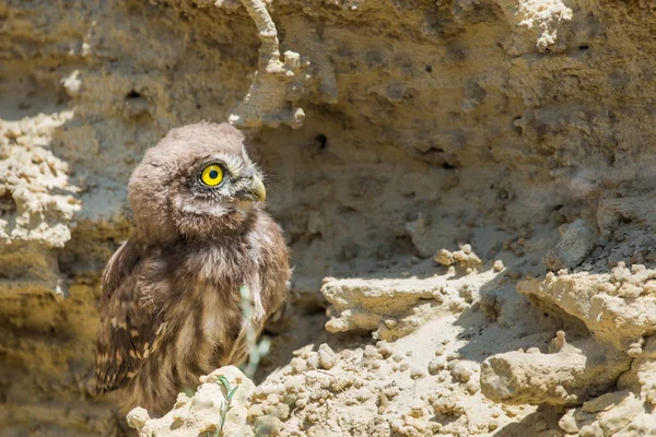 Yuvanın yakınına tünemiş küçük baykuş veya Athene noctua