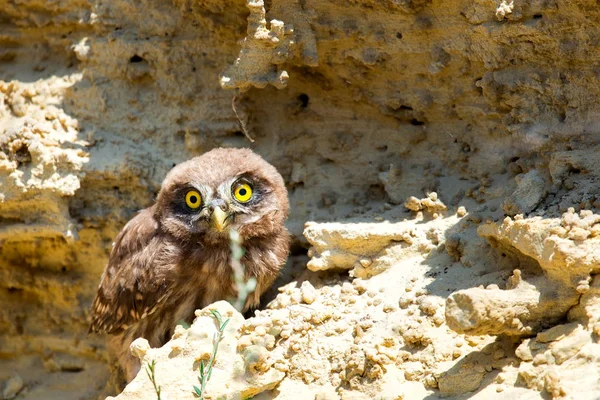 Yuvanın yakınına tünemiş küçük baykuş veya Athene noctua