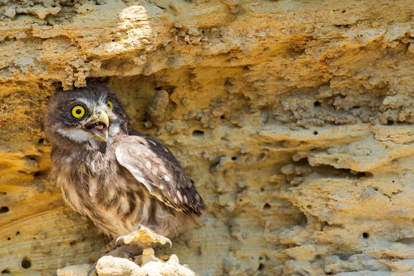 Liten Uggla Eller Athene Noctua Uppe Marken Nära Boet — Stockfoto