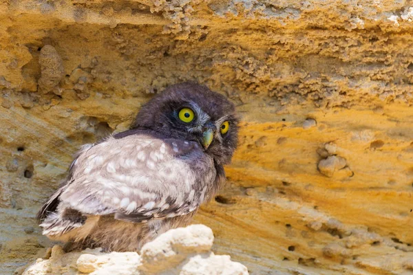Yuvanın yakınına tünemiş küçük baykuş veya Athene noctua