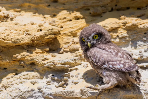Yuvanın yakınına tünemiş küçük baykuş veya Athene noctua
