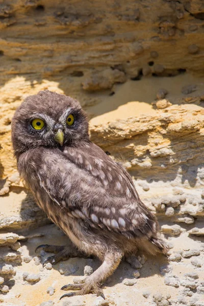 Yuvanın yakınına tünemiş küçük baykuş veya Athene noctua