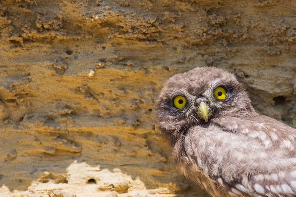 Yuvanın yakınına tünemiş küçük baykuş veya Athene noctua